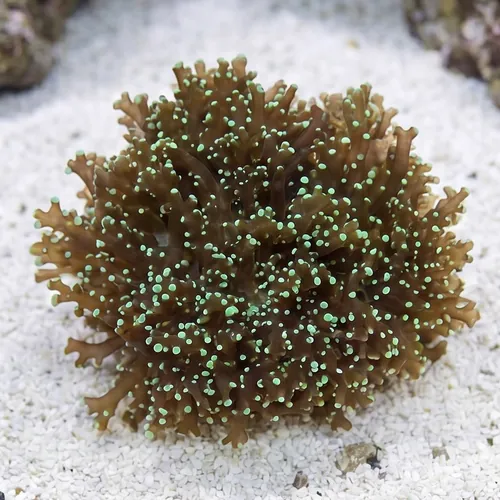 Frogspawn Coral: Solid Green - Australia