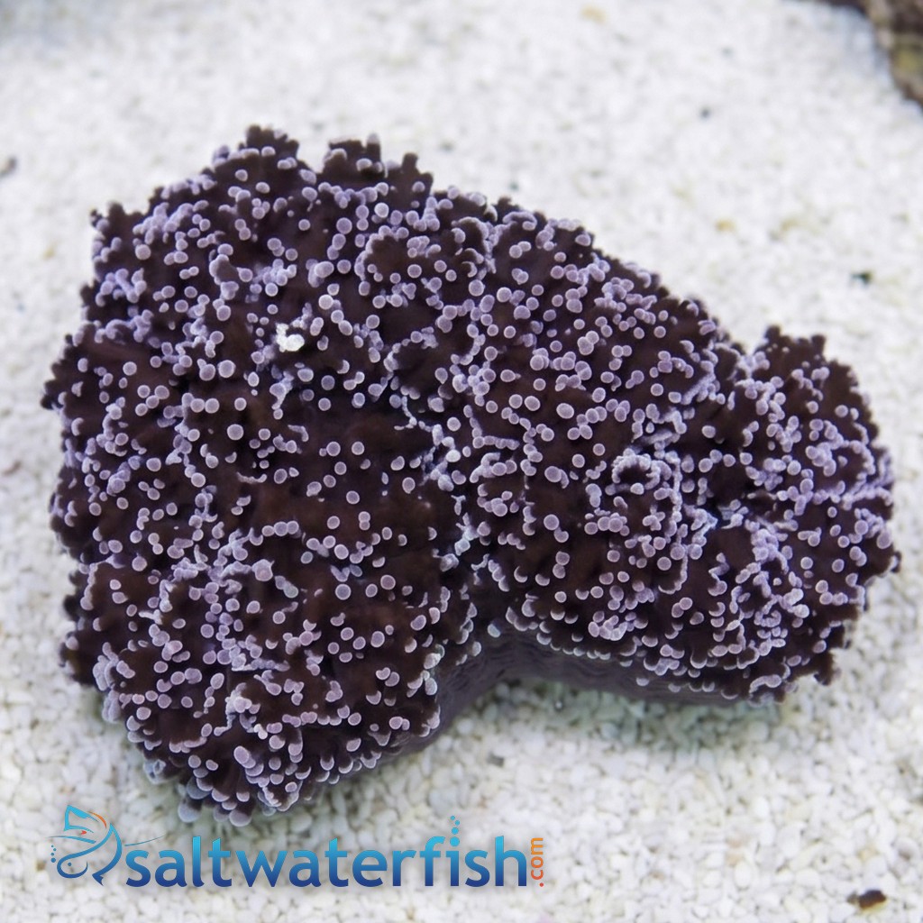 Frogspawn Coral: Purple - Australia