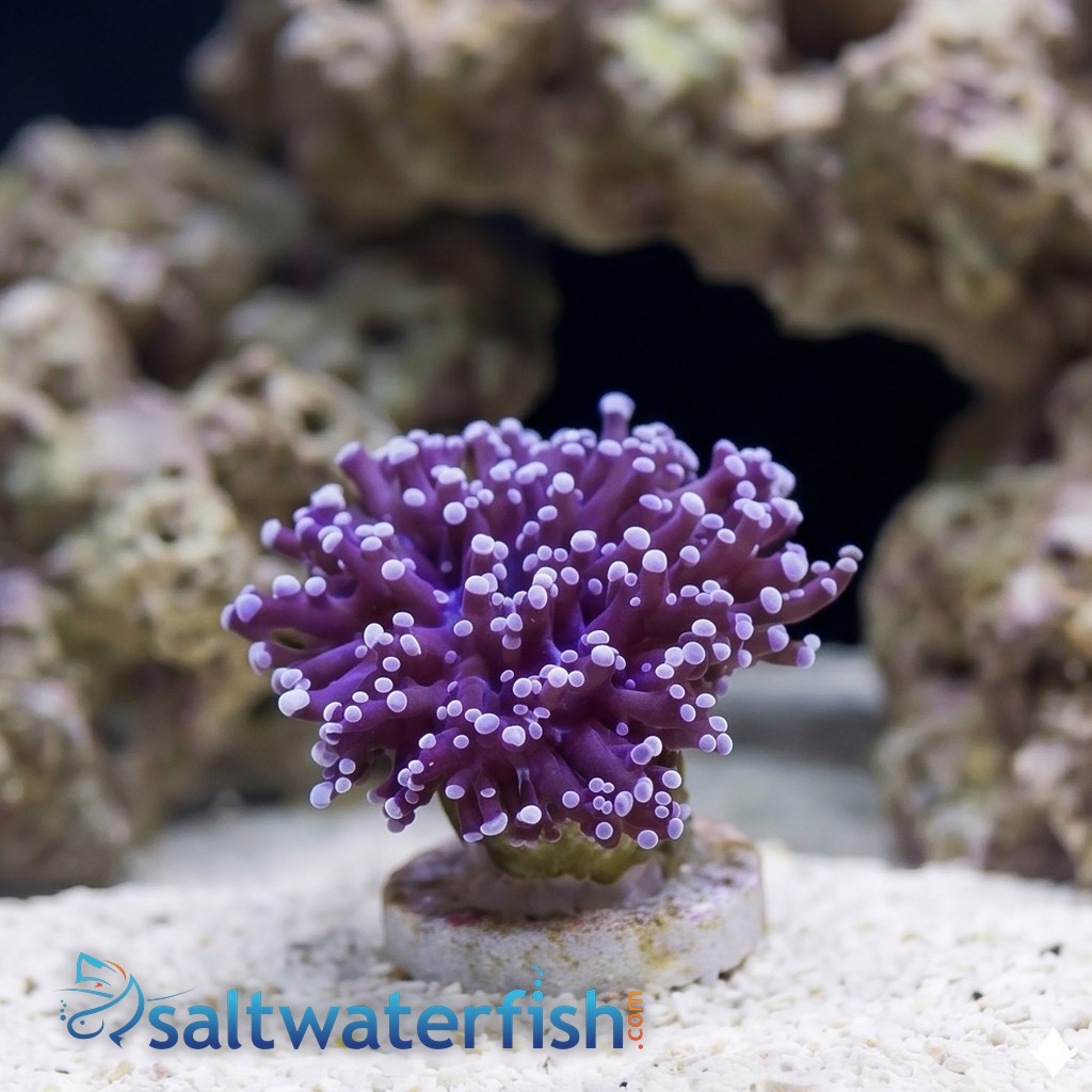 Frogspawn Coral: Purple - Australia