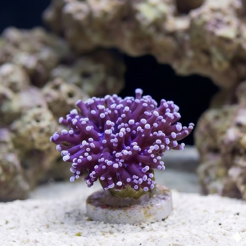 Frogspawn Coral: Purple - Australia