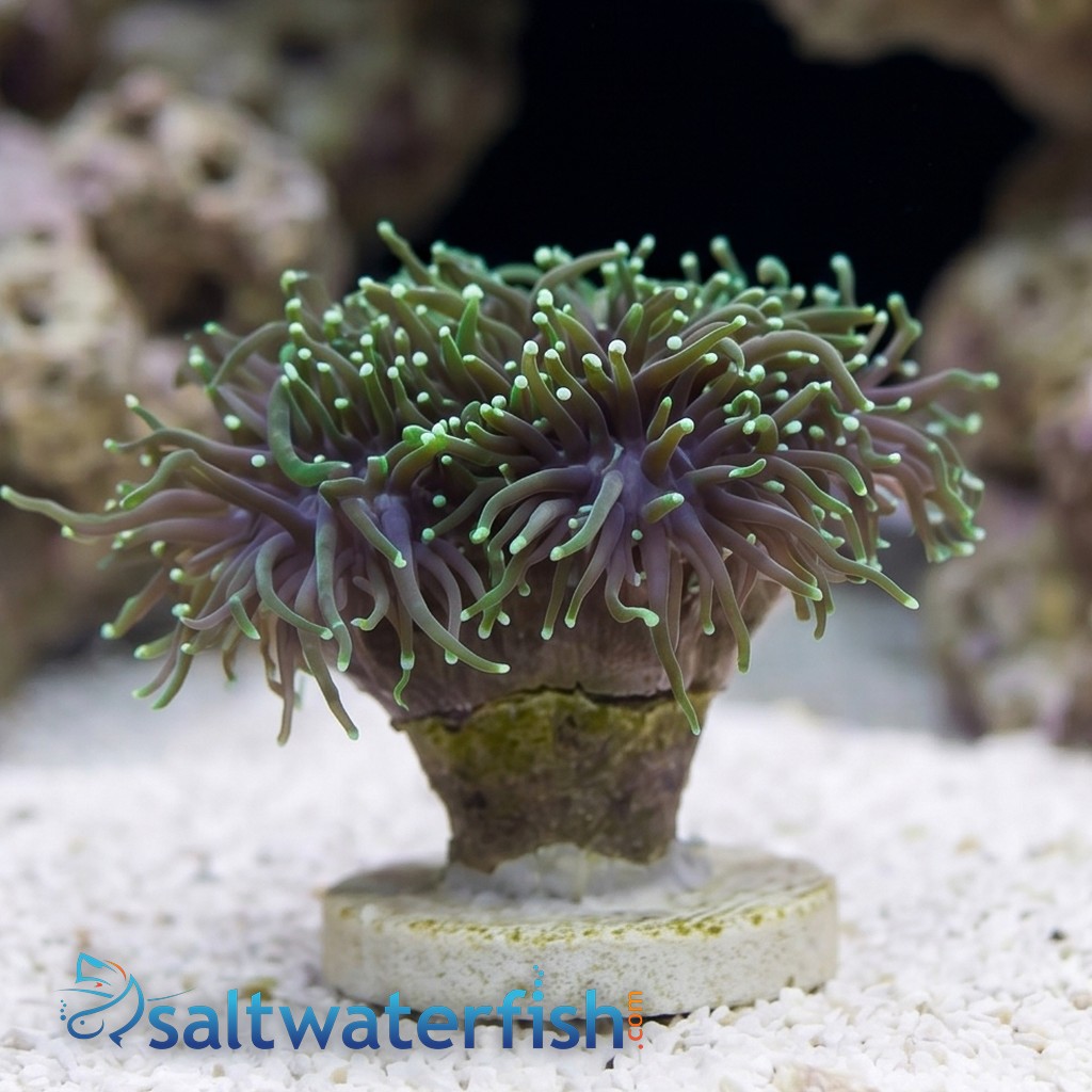 Torch Coral: Assorted Color - Aquacultured