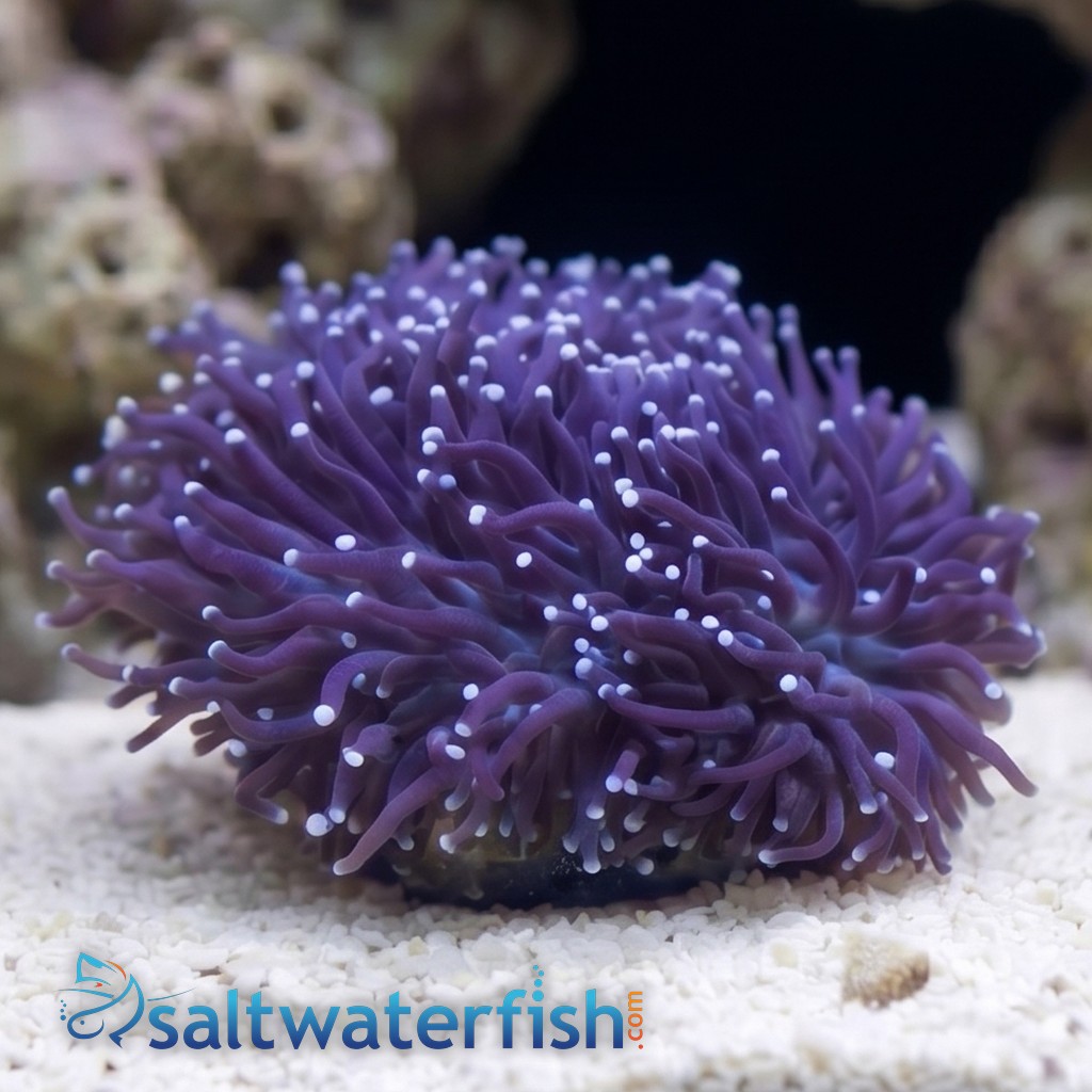 Torch Coral: Assorted Color - Aquacultured
