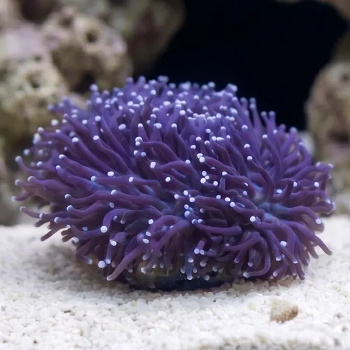 Torch Coral: Assorted Color - Aquacultured