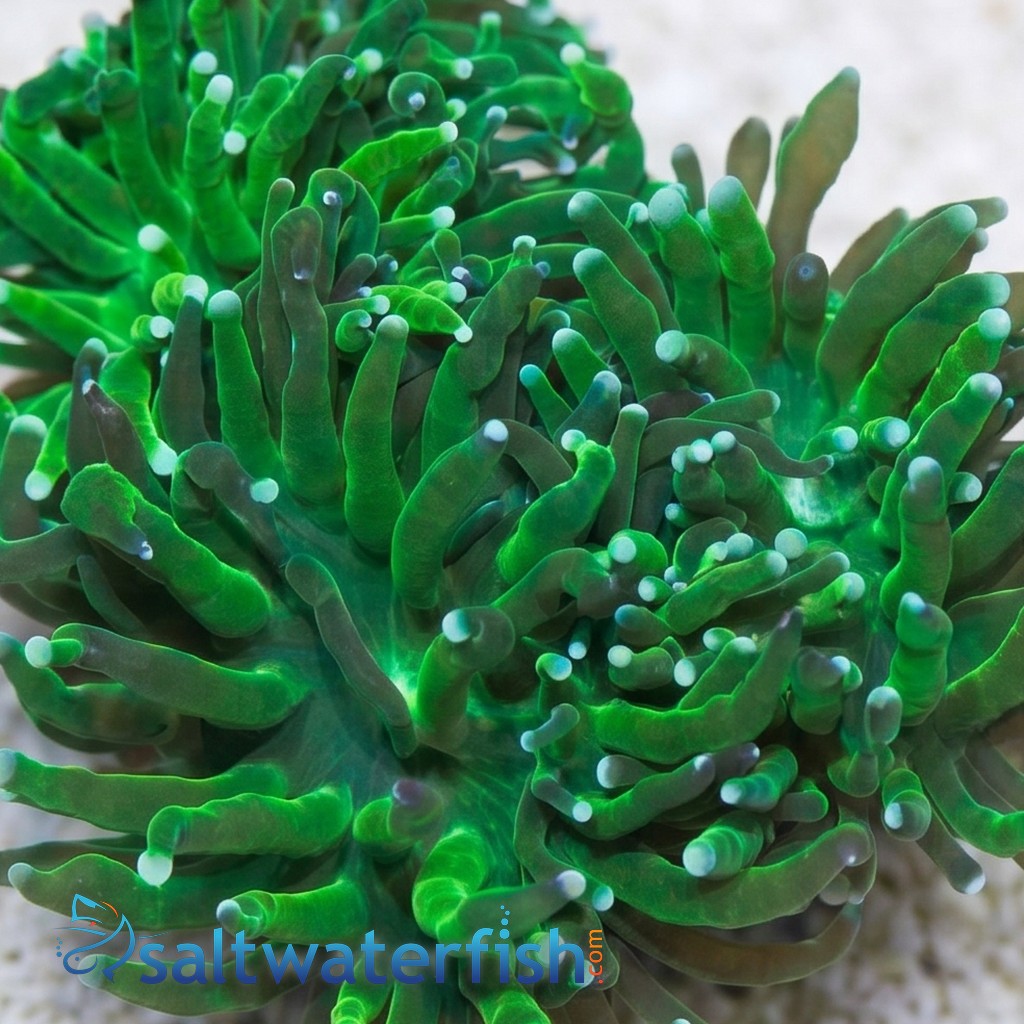 Torch Coral: Green