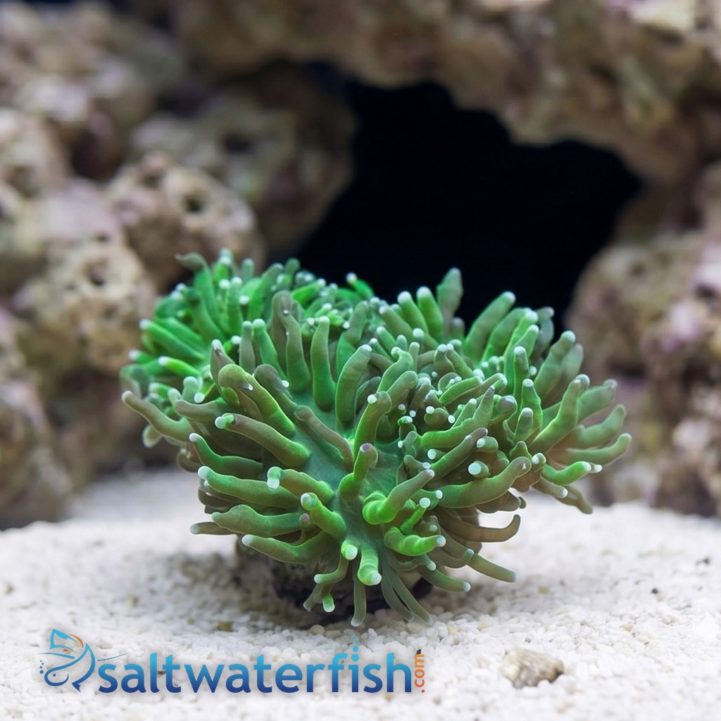 Torch Coral: Green