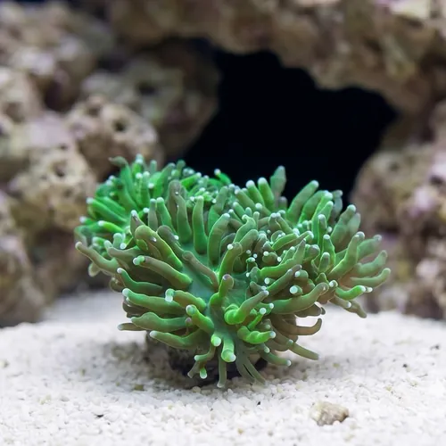 Torch Coral: Green