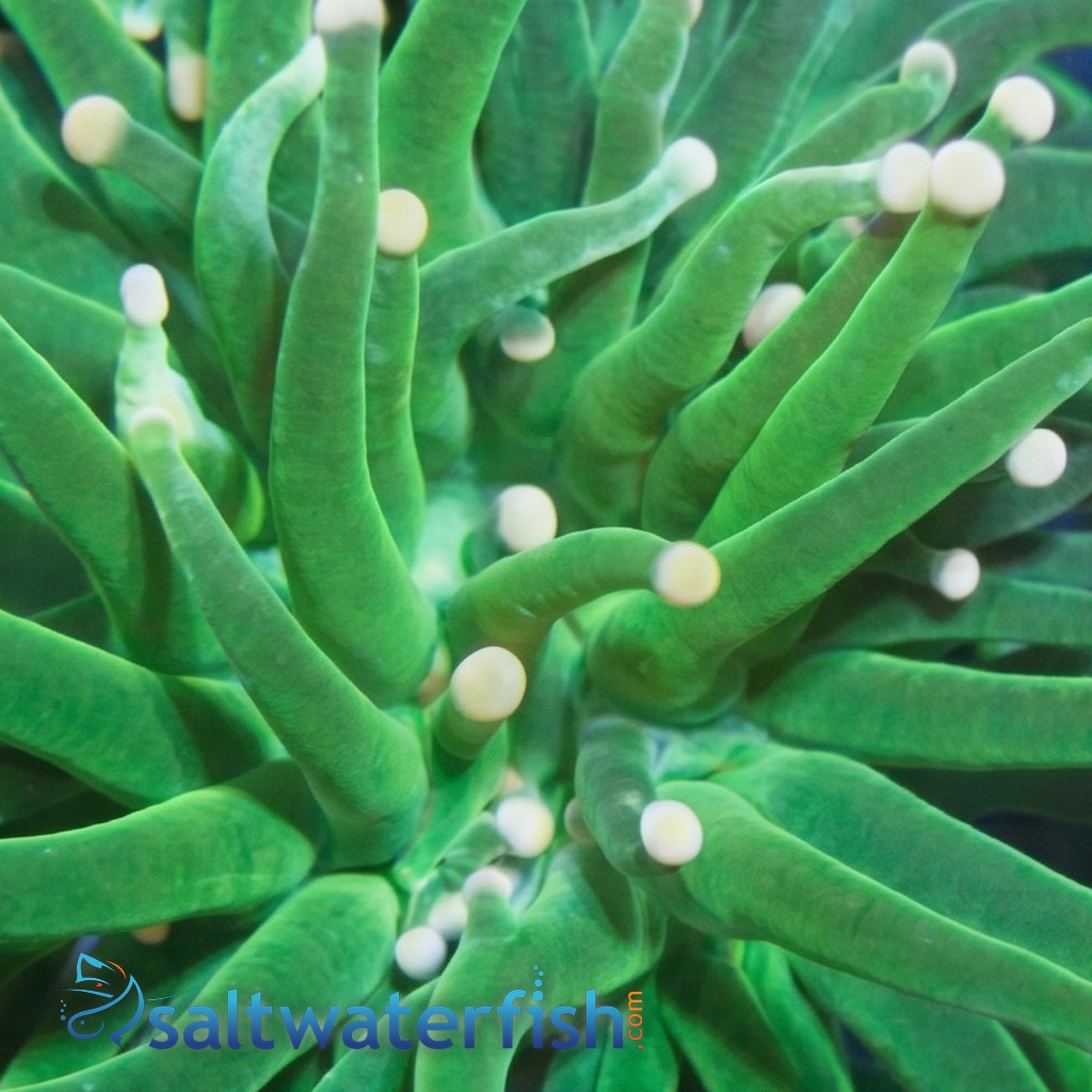 Torch Coral: Green w/ Yellow Tips - Aquacultured