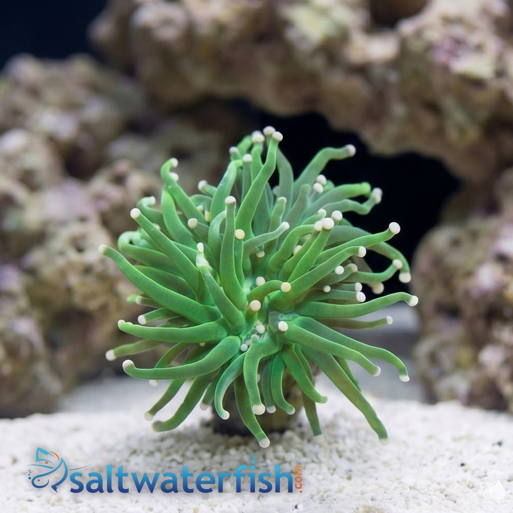 euphyllia-glabrescens-31752.jpg