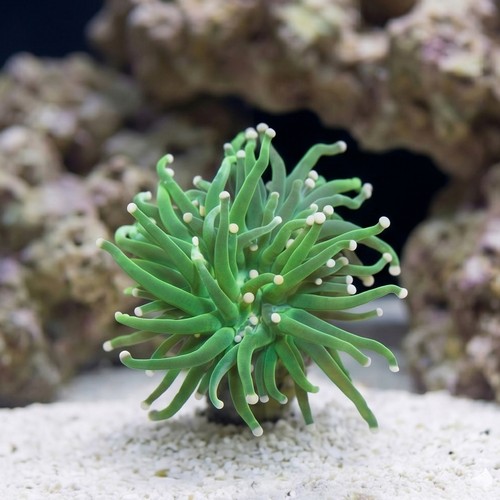 Torch Coral: Green w/ Yellow Tips - Aquacultured