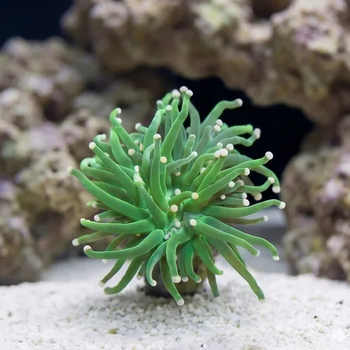 Torch Coral: Green w/ Yellow Tips - Aquacultured