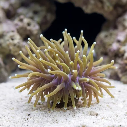 Torch Coral: Gold - Aquacultured