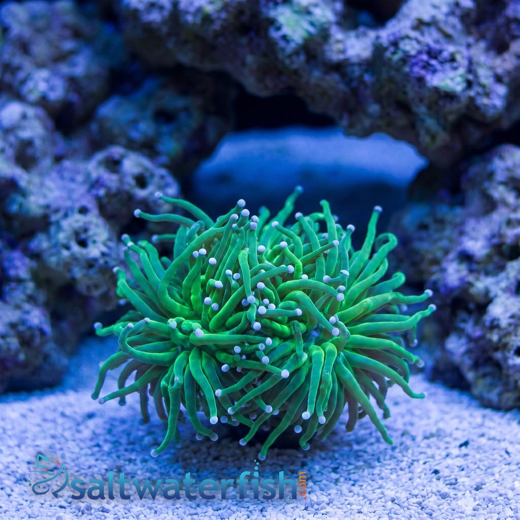 Torch Coral: Green w/ Pink Tips