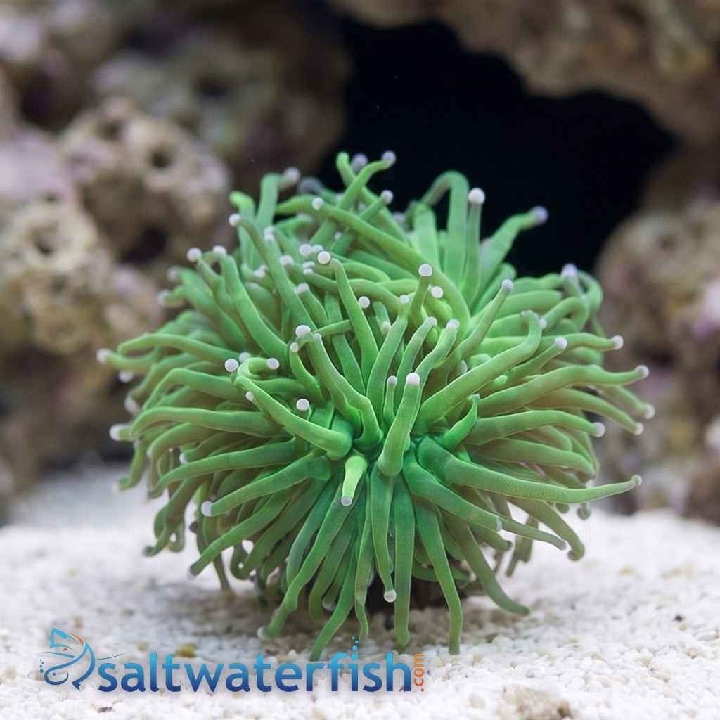 Torch Coral: Green w/ Pink Tips