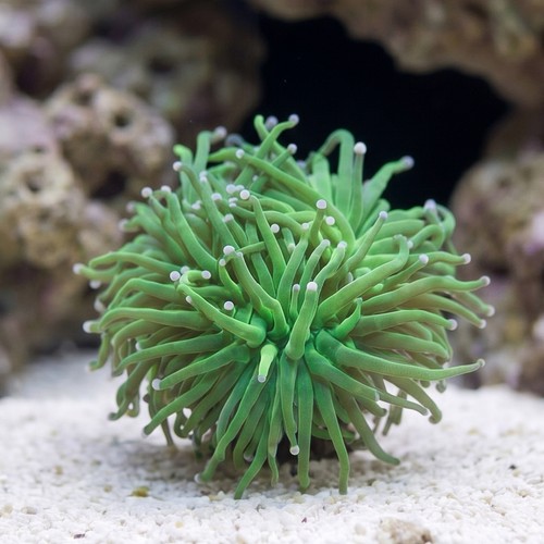 Torch Coral: Green w/ Pink Tips