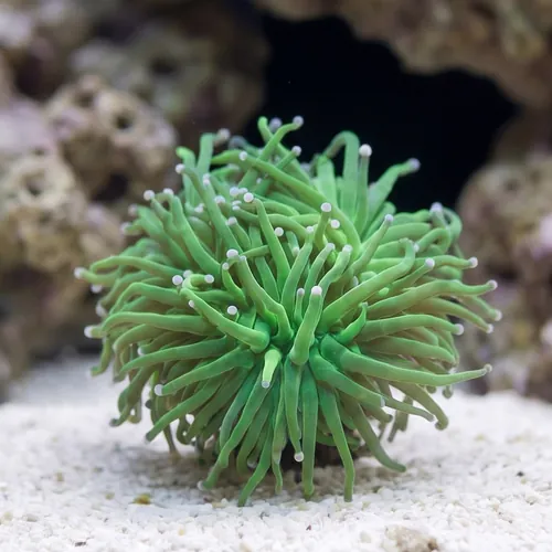 Torch Coral: Green w/ Pink Tips