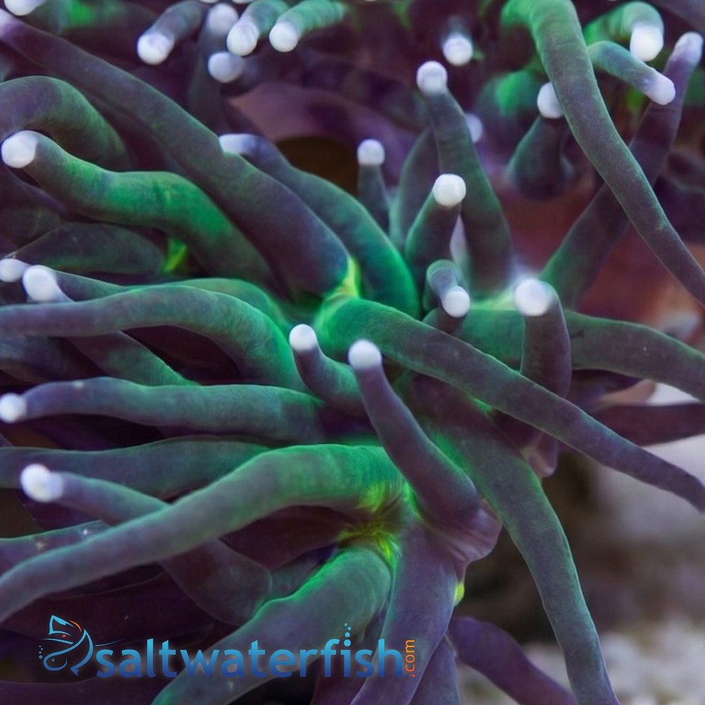 Torch Coral: Green w/ Purple Tips - Aquacultured