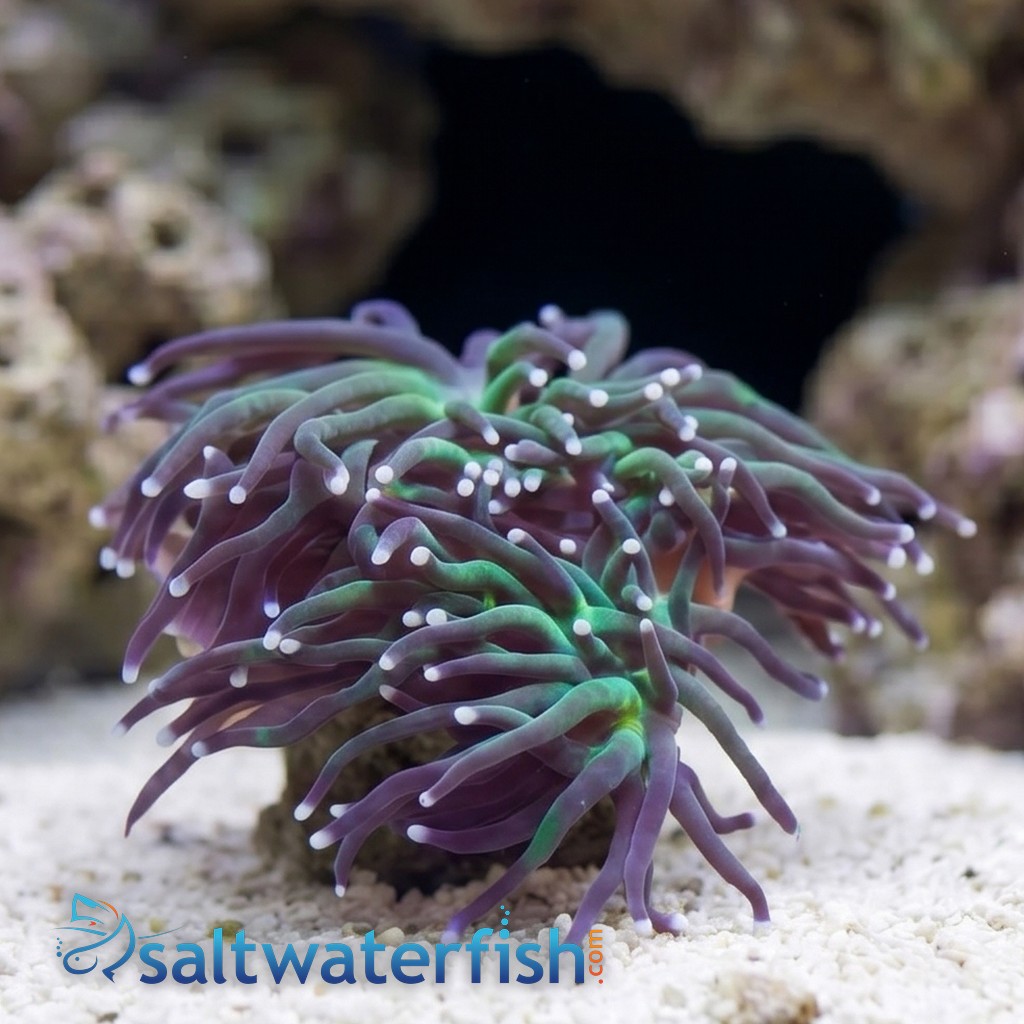 Torch Coral: Green w/ Purple Tips - Aquacultured