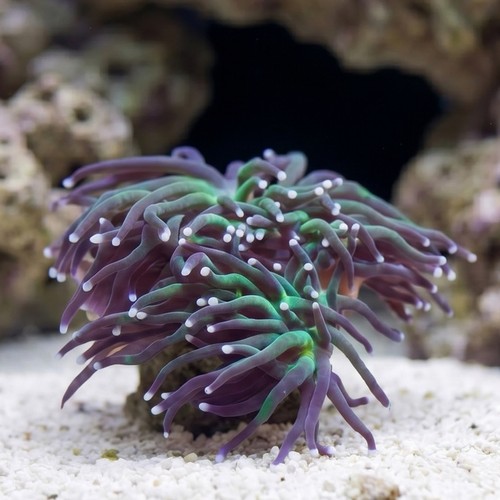 Torch Coral: Green w/ Purple Tips - Aquacultured