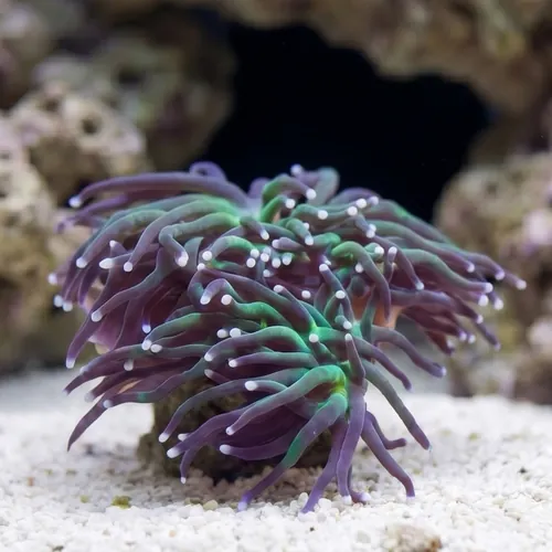 Torch Coral: Green w/ Purple Tips - Aquacultured
