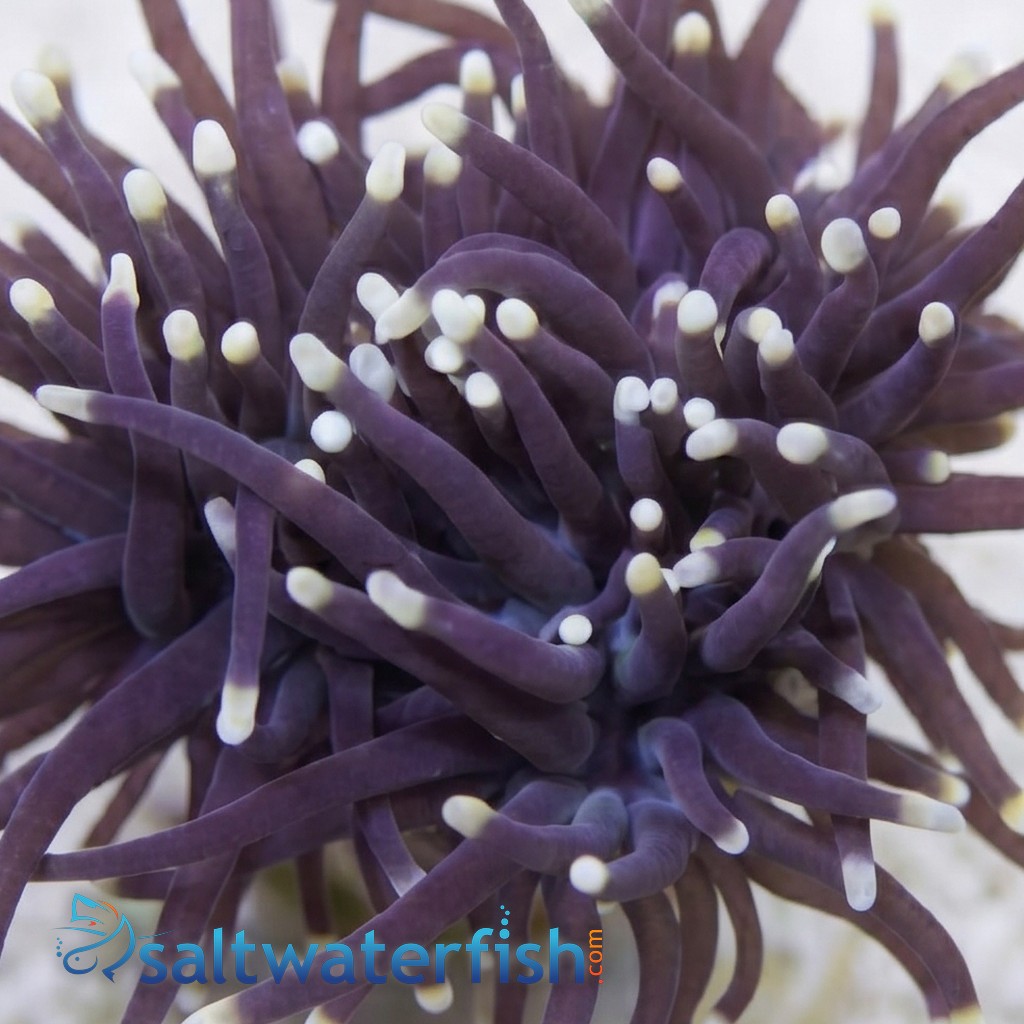 Torch Coral: Black w/ Orange Tips