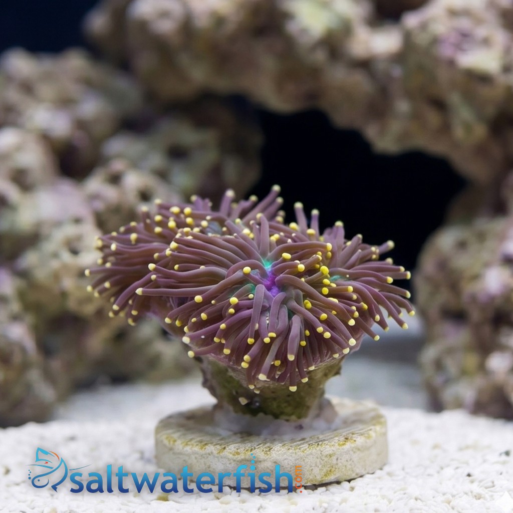 Torch Coral: Black w/ Orange Tips