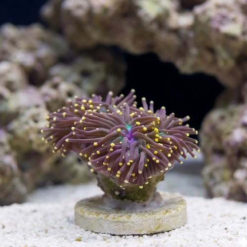 Torch Coral: Black w/ Orange Tips