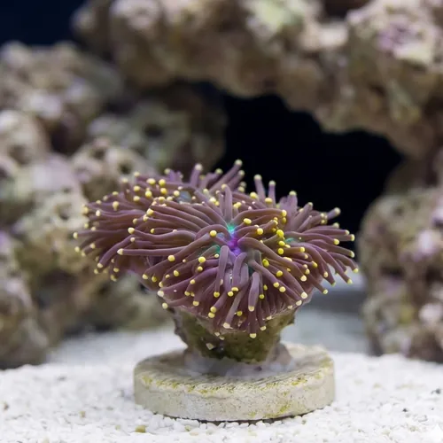 Torch Coral: Black w/ Orange Tips