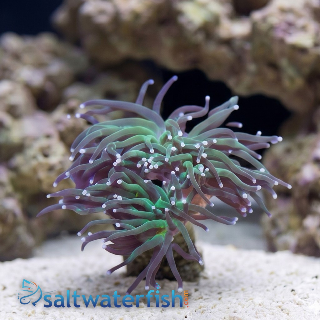 Torch Coral : Green w/ Purple Tips