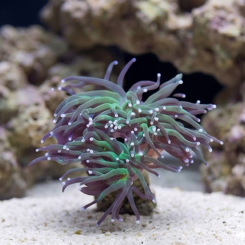 Torch Coral : Green w/ Purple Tips