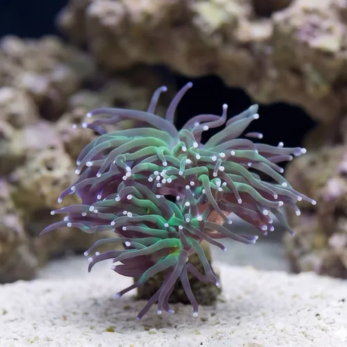 Torch Coral : Green w/ Purple Tips