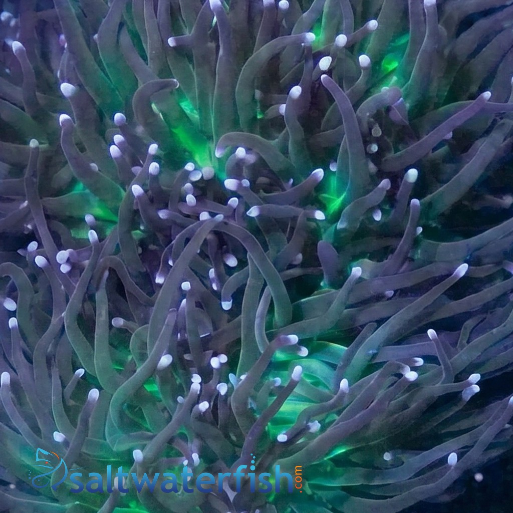 Torch Coral: Green w/ Purple Tips
