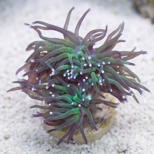 Torch Coral: Green w/ Purple Tips