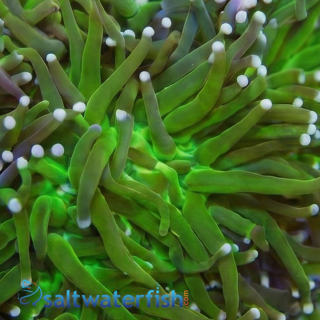 Torch Coral Frag: Green Center w/ Pink Tips - Indo Pacific