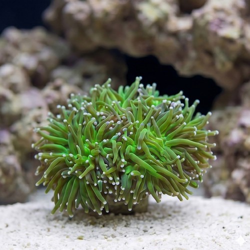 Torch Coral Frag: Green Center w/ Pink Tips - Indo Pacific