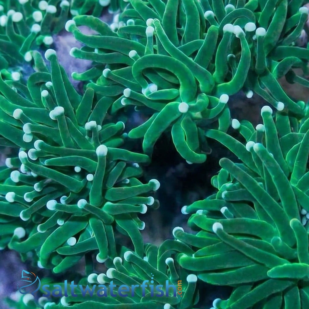Torch Coral: Green - Aquacultured