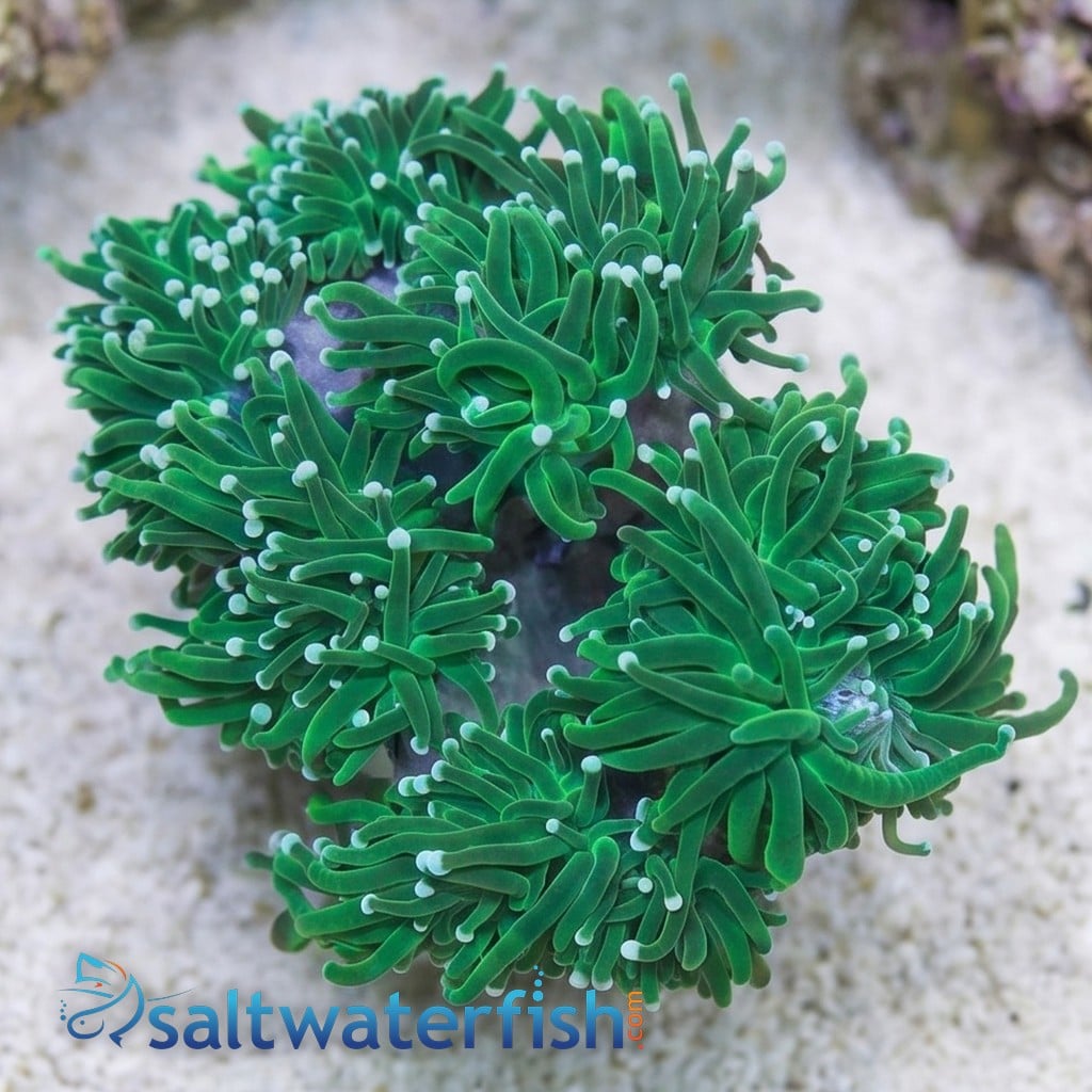 Torch Coral: Green - Aquacultured