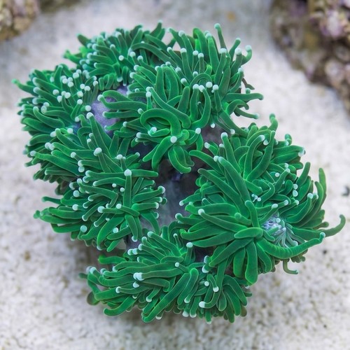 Torch Coral: Green - Aquacultured