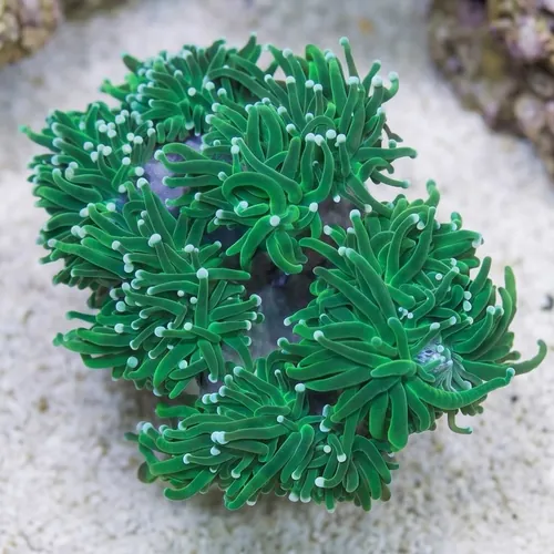 Torch Coral: Green - Aquacultured