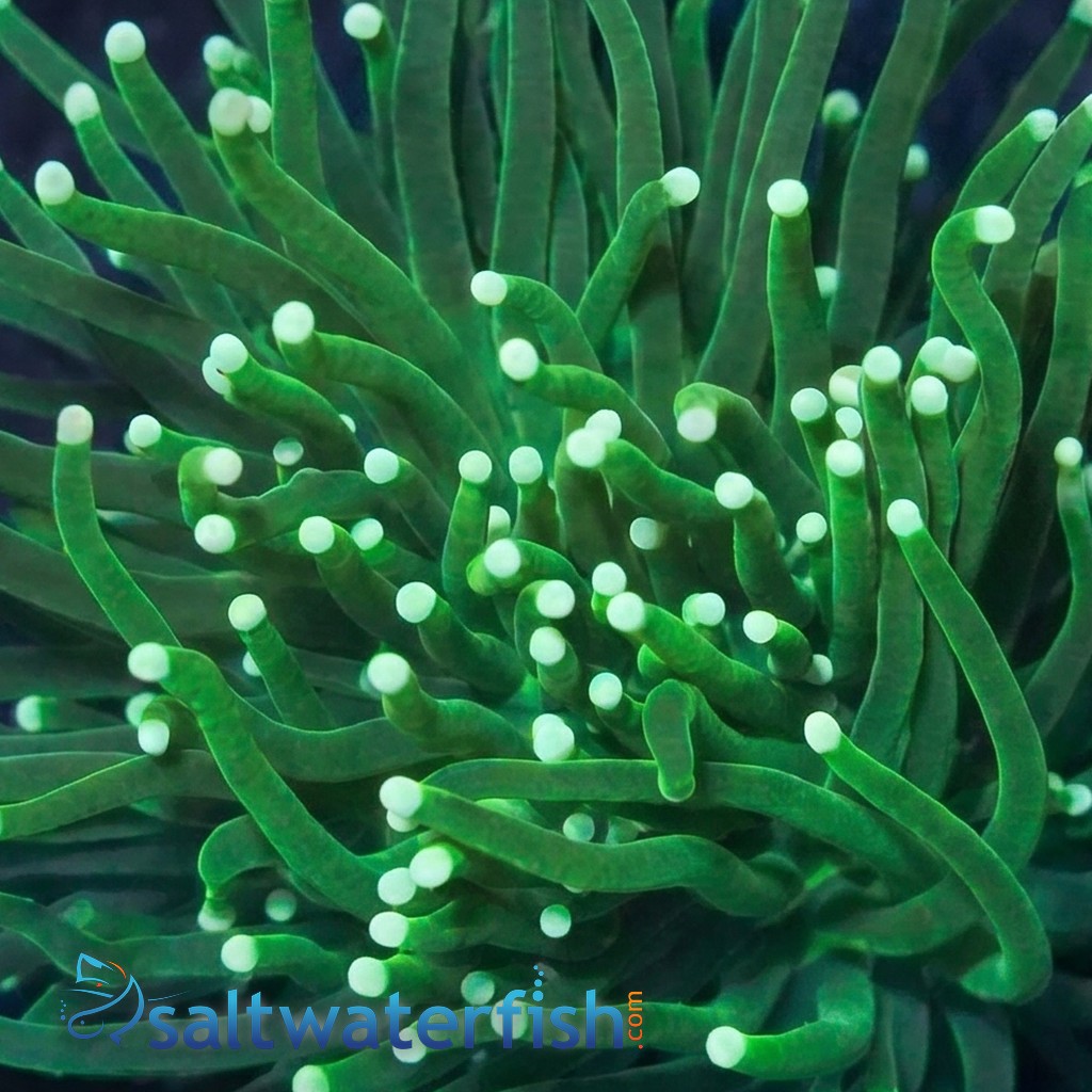 Torch Coral: Green Metallic - Aquacultured