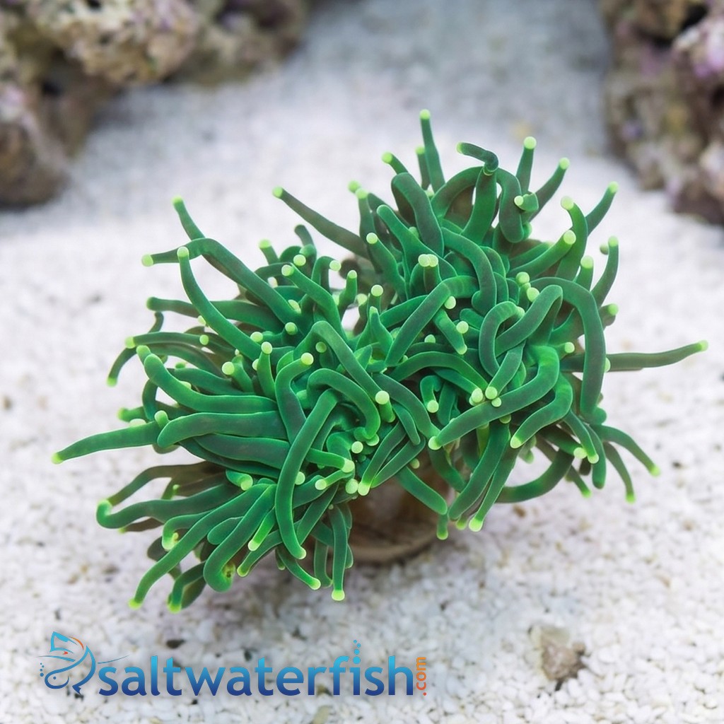 Torch Coral: Green Metallic - Aquacultured