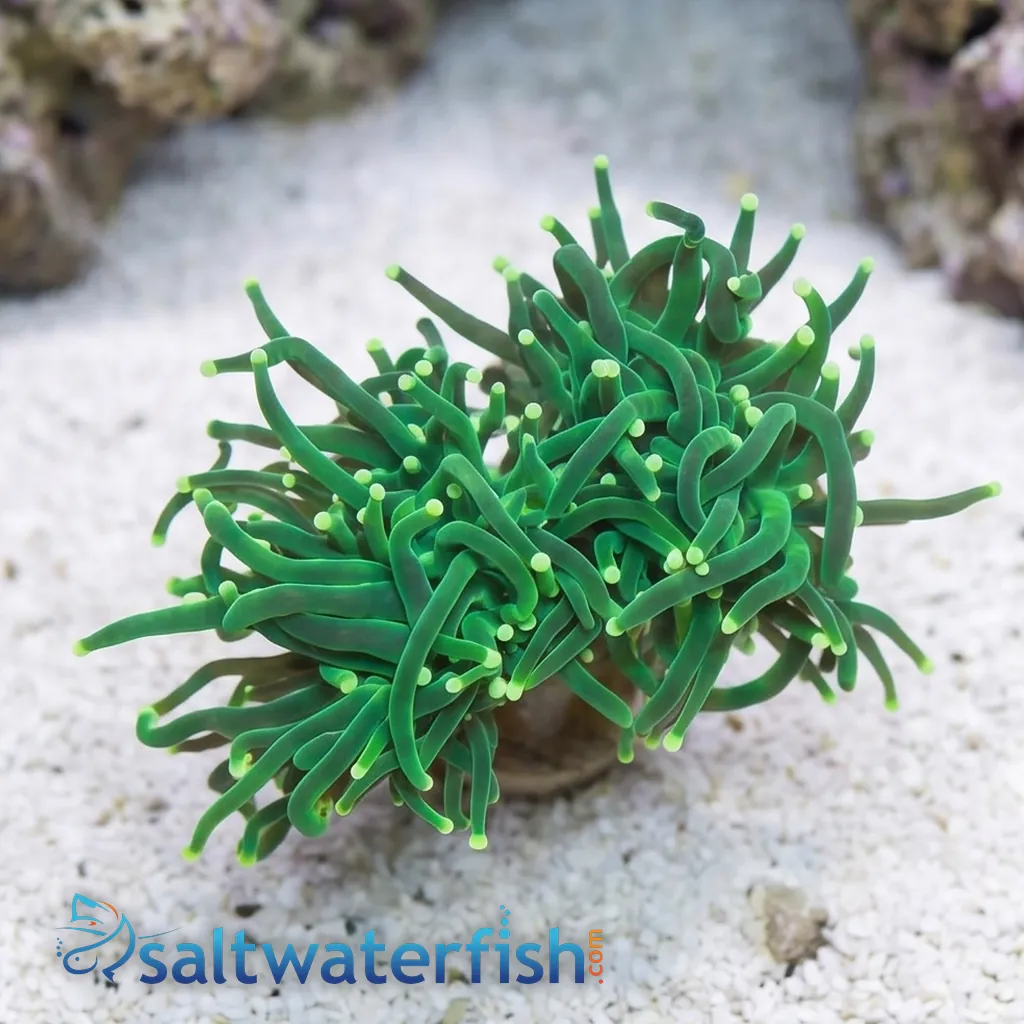 Coral様　3点おまとめ euphyllia-glabrescens-54970.webp