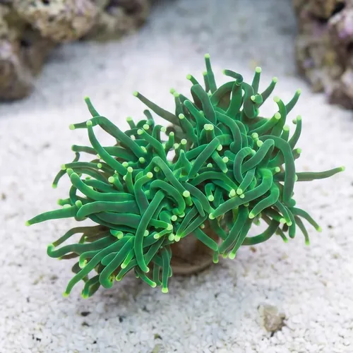Torch Coral: Green Metallic - Aquacultured