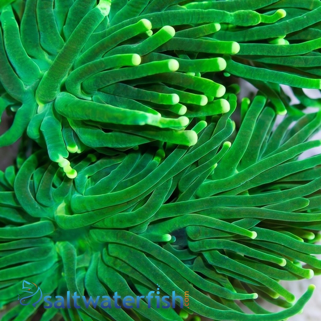 Torch Coral: Green Metallic - Indo Pacific