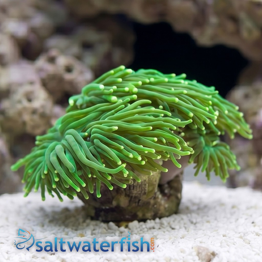 Torch Coral: Green Metallic - Indo Pacific