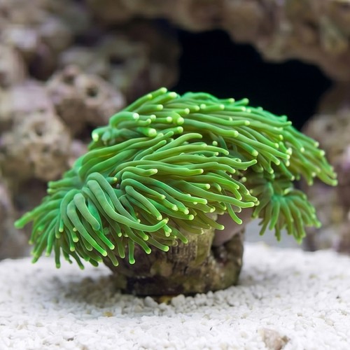 Torch Coral: Green Metallic - Indo Pacific