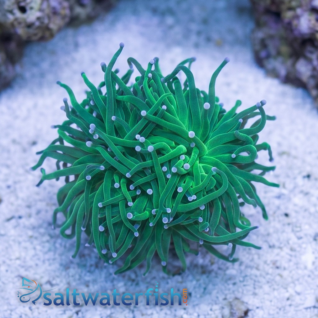 Torch Coral: Green Center w/ Pink Tips