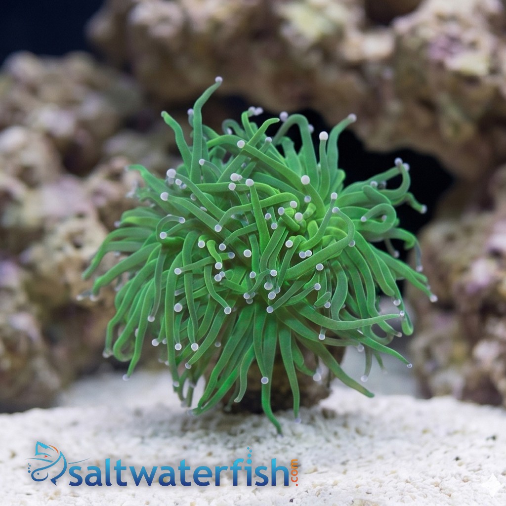 Torch Coral: Green Center w/ Pink Tips