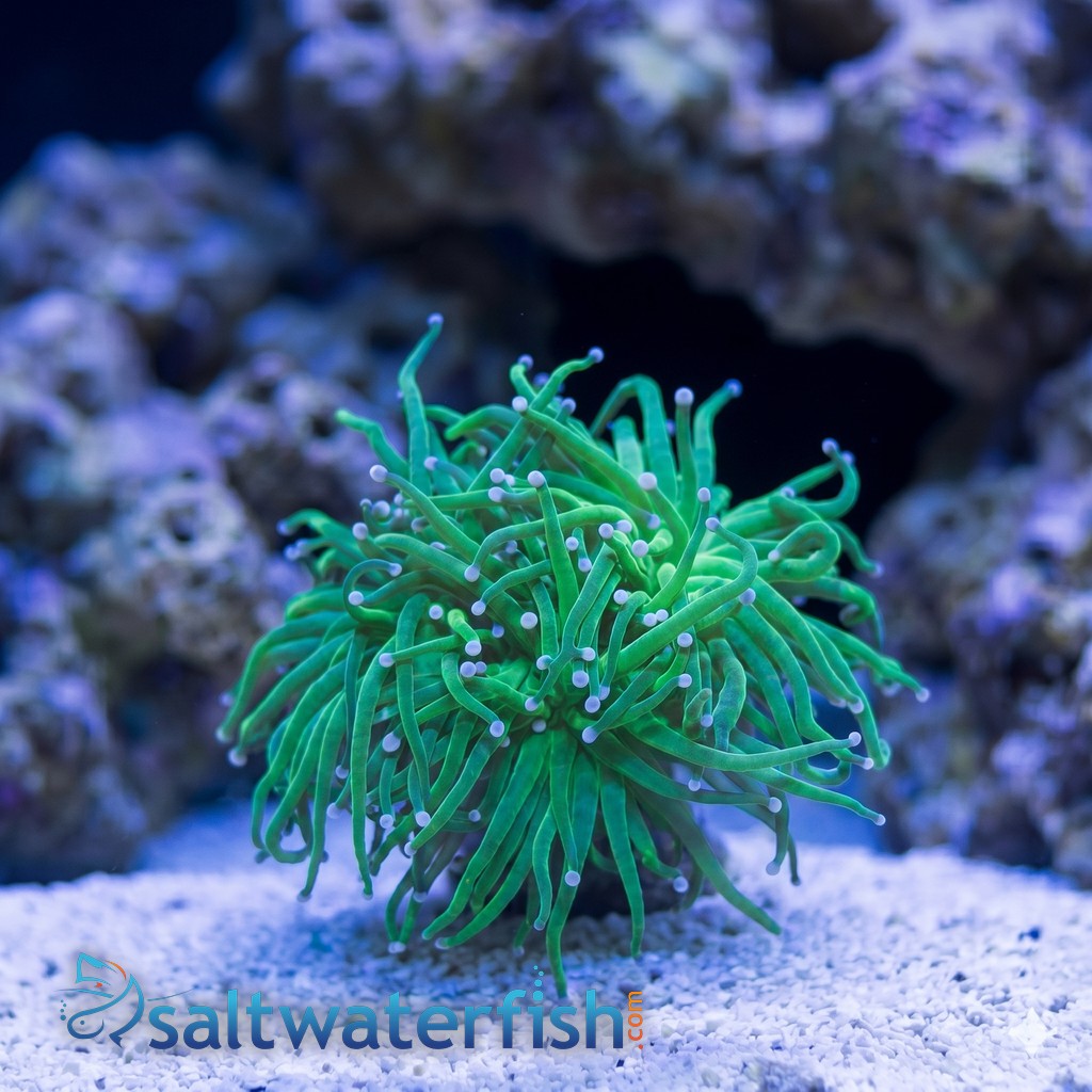 Torch Coral: Green Center w/ Pink Tips