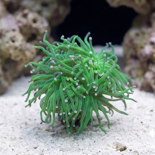 Torch Coral: Green Center w/ Pink Tips - Australia