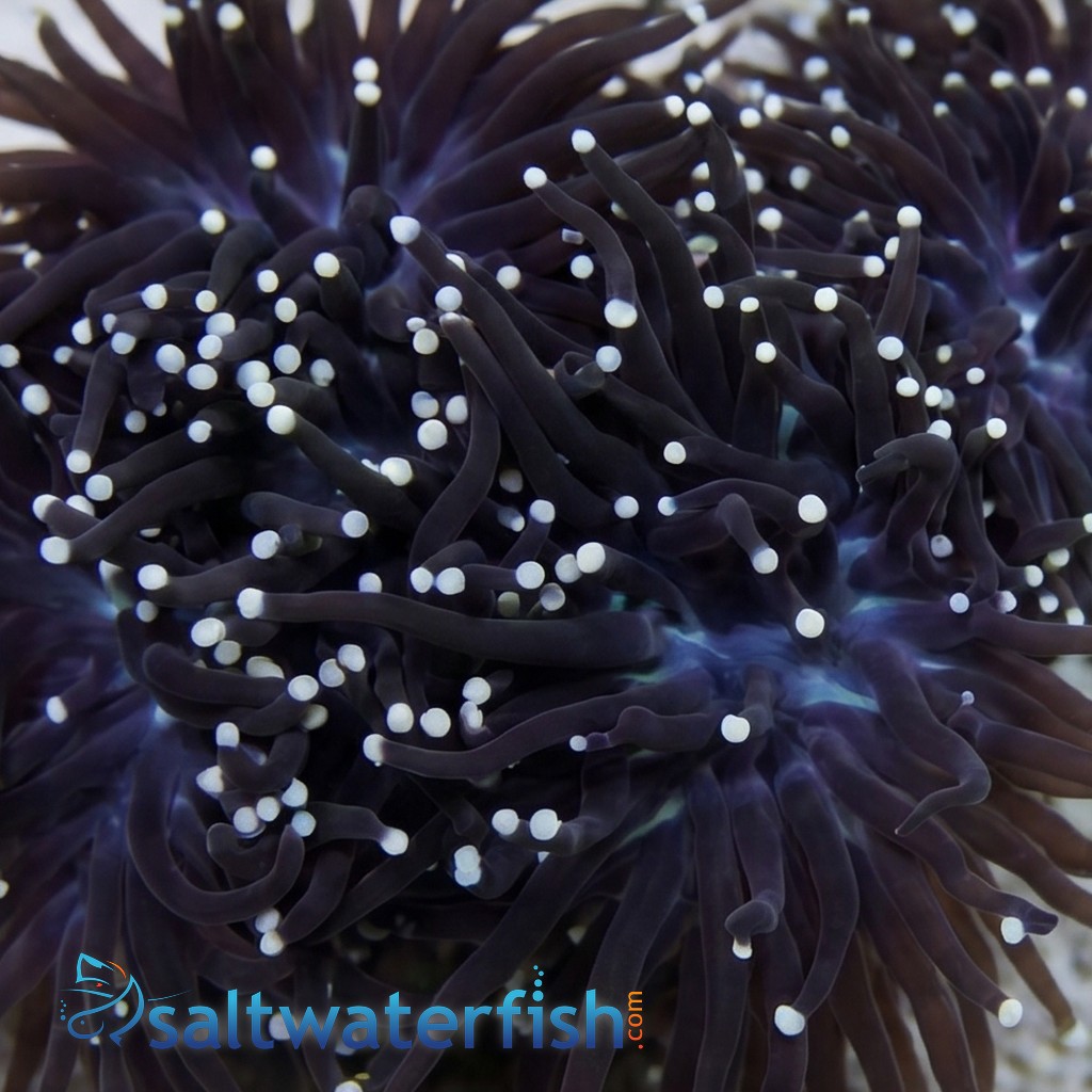 Torch Coral: Black w/ Orange Tips